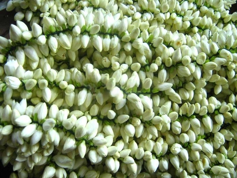 Jasmine String